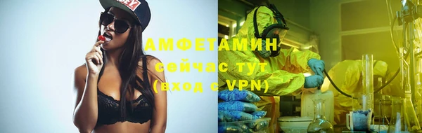 сатива Новозыбков